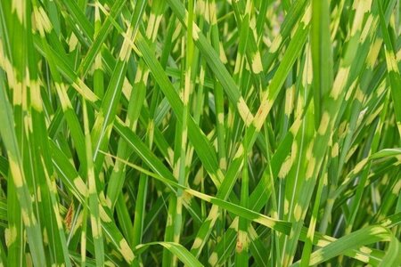 Miscanthus sin. 'Zebrinus' geen maat specificatie 0,55L/P9cm - image 2