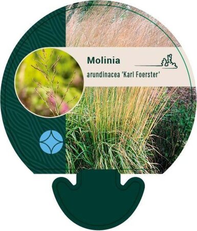 Molinia arund. 'Karl Foerster' geen maat specificatie 0,55L/P9cm - image 2