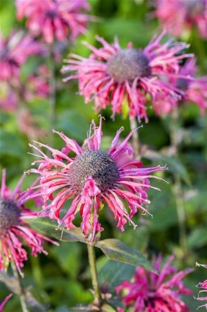 Monarda 'Beauty of Cobham' geen maat specificatie 0,55L/P9cm - image 1