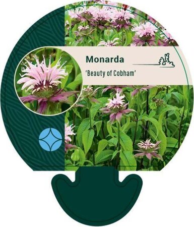 Monarda 'Beauty of Cobham' geen maat specificatie 0,55L/P9cm - image 2