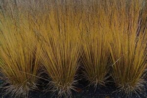 Molinia caerulea 'Moorflamme' geen maat specificatie cont. 2,0L - image 2