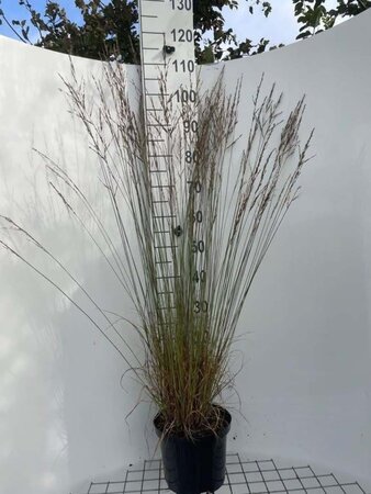 Molinia caerulea 'Moorflamme' geen maat specificatie cont. 5,0L - afbeelding 3