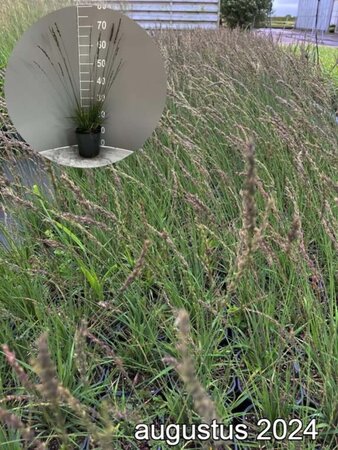 Molinia caerulea 'Moorhexe' geen maat specificatie cont. 2,0L - afbeelding 7