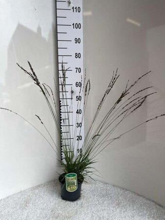 Molinia caerulea 'Moorhexe' geen maat specificatie cont. 2,0L - afbeelding 6