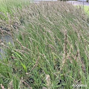 Molinia caerulea 'Moorhexe' geen maat specificatie cont. 2,0L - afbeelding 5