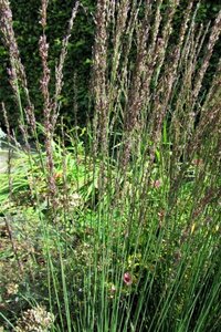 Molinia caerulea 'Moorhexe' geen maat specificatie cont. 2,0L - image 1