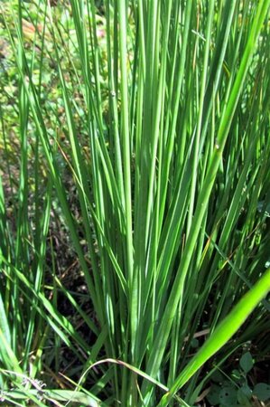 Molinia caerulea 'Moorhexe' geen maat specificatie 0,55L/P9cm - image 2