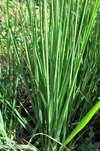 Molinia caerulea 'Moorhexe' geen maat specificatie 0,55L/P9cm - image 2