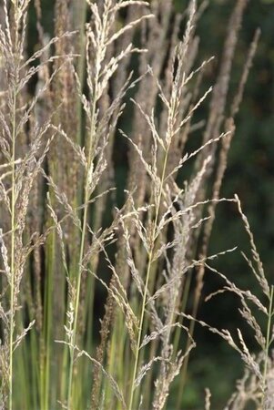 Molinia caerulea 'Moorhexe' geen maat specificatie 0,55L/P9cm - image 7