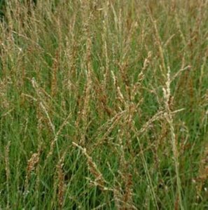 Molinia caerulea 'Poul Petersen' geen maat specificatie 0,55L/P9cm - image 1