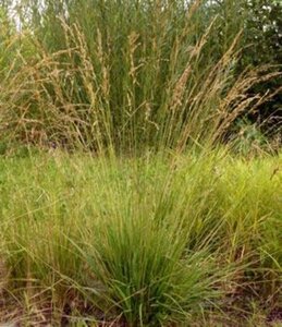 Molinia caerulea 'Poul Petersen' geen maat specificatie 0,55L/P9cm - image 2