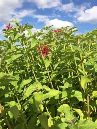 Monarda 'Cambridge Scarlet' geen maat specificatie 0,55L/P9cm - afbeelding 2