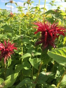 Monarda 'Cambridge Scarlet' geen maat specificatie 0,55L/P9cm - afbeelding 3