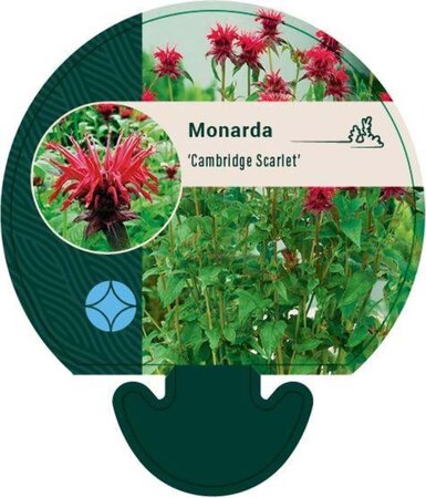 Monarda 'Cambridge Scarlet' geen maat specificatie 0,55L/P9cm - image 4