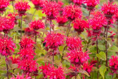 Monarda 'Cambridge Scarlet' geen maat specificatie 0,55L/P9cm - image 1