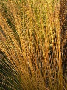 Molinia caerulea 'Strahlenquelle' geen maat specificatie 0,55L/P9cm