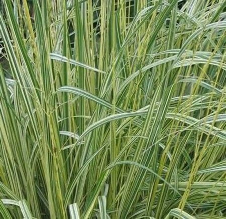 Molinia caerulea 'Variegata' geen maat specificatie 0,55L/P9cm - image 4