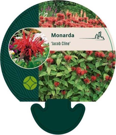 Monarda 'Jacob Cline' geen maat specificatie 0,55L/P9cm - image 1