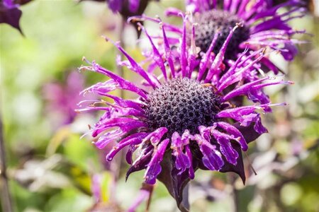 Monarda 'Prärienacht' geen maat specificatie 0,55L/P9cm - afbeelding 1