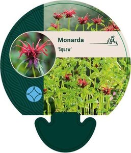 Monarda 'Squaw' geen maat specificatie 0,55L/P9cm