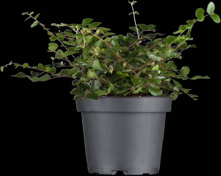 Muehlenbeckia complexa geen maat specificatie 0,55L/P9cm - image 1