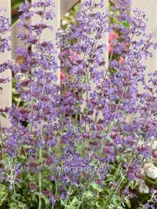 Nepeta 'Dropmore' geen maat specificatie 0,55L/P9cm - afbeelding 1