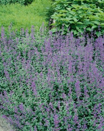 Nepeta 'Dropmore' geen maat specificatie 0,55L/P9cm - afbeelding 2