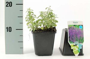 Nepeta faassenii geen maat specificatie 0,55L/P9cm - afbeelding 6