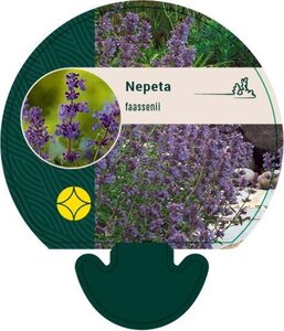 Nepeta faassenii geen maat specificatie 0,55L/P9cm - afbeelding 5