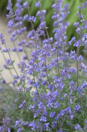 Nepeta faassenii geen maat specificatie 0,55L/P9cm - afbeelding 1