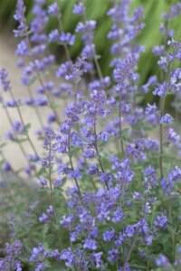 Nepeta faassenii geen maat specificatie 0,55L/P9cm - afbeelding 1