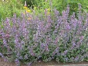 Nepeta faassenii geen maat specificatie 0,55L/P9cm - afbeelding 3