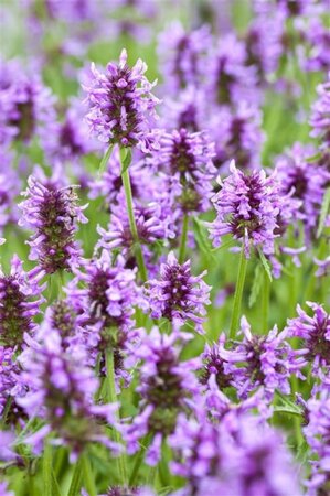 Nepeta nervosa geen maat specificatie 0,55L/P9cm - afbeelding 2