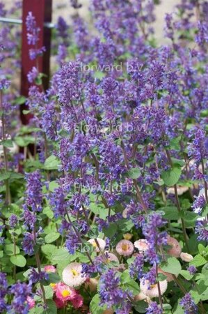 Nepeta racemosa 'Grog' geen maat specificatie 0,55L/P9cm - afbeelding 2