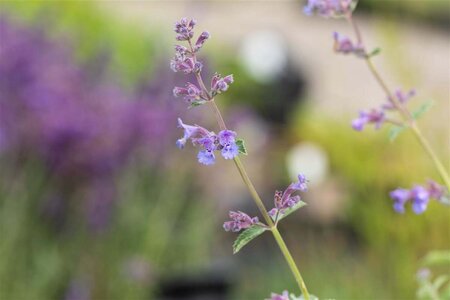 Nepeta 'Six Hills Giant' geen maat specificatie 0,55L/P9cm - afbeelding 1