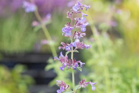 Nepeta 'Six Hills Giant' geen maat specificatie 0,55L/P9cm - afbeelding 2