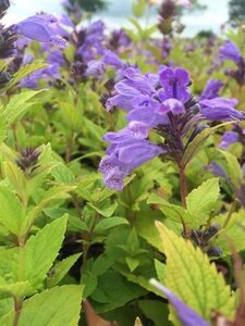 Nepeta subsessilis geen maat specificatie 0,55L/P9cm - afbeelding 2