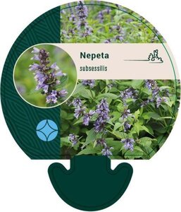 Nepeta subsessilis geen maat specificatie 0,55L/P9cm - afbeelding 1