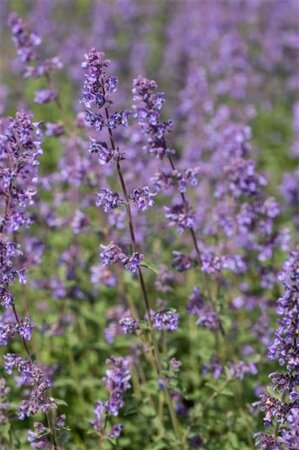 Nepeta 'Walker's Low' geen maat specificatie 0,55L/P9cm - afbeelding 2