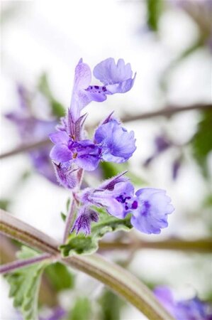 Nepeta 'Walker's Low' geen maat specificatie 0,55L/P9cm - afbeelding 3