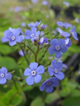 Omphalodes verna geen maat specificatie 0,55L/P9cm - image 5