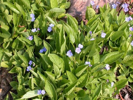 Omphalodes verna geen maat specificatie 0,55L/P9cm - image 1