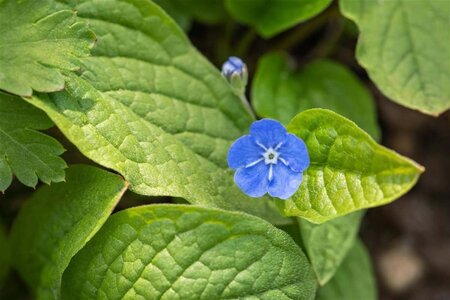 Omphalodes verna geen maat specificatie 0,55L/P9cm - image 2