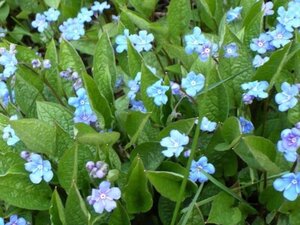 Omphalodes verna geen maat specificatie 0,55L/P9cm - image 3