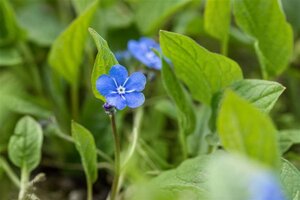 Omphalodes verna geen maat specificatie 0,55L/P9cm - image 4