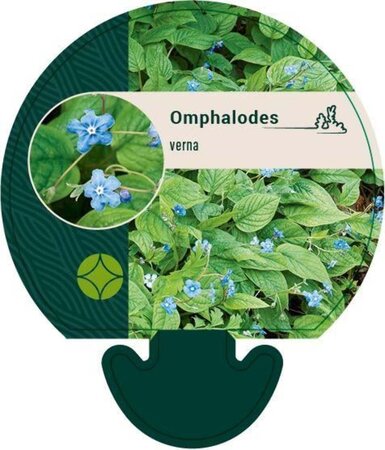 Omphalodes verna geen maat specificatie 0,55L/P9cm - image 6