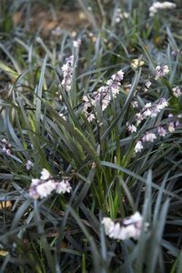 Ophiopogon plan. 'Niger' geen maat specificatie 0,55L/P9cm - afbeelding 6