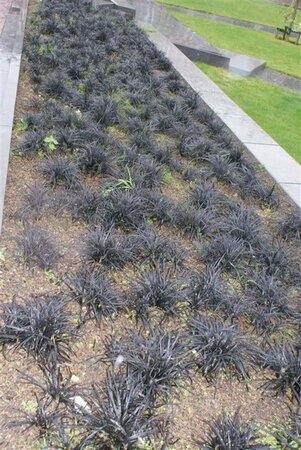 Ophiopogon plan. 'Niger' geen maat specificatie 0,55L/P9cm - afbeelding 5