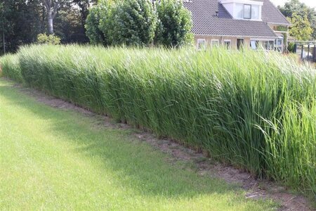 Panicum virgatum 'Northwind' geen maat specificatie 0,55L/P9cm - afbeelding 4