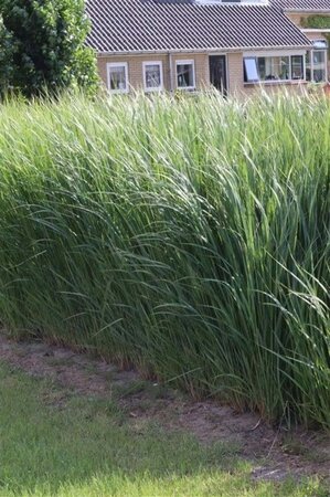 Panicum virgatum 'Northwind' geen maat specificatie 0,55L/P9cm - afbeelding 5